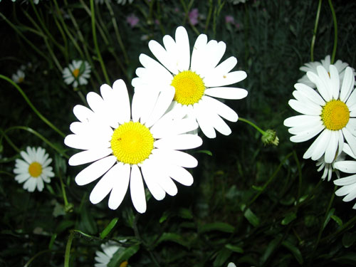 Gesichter der Natur
